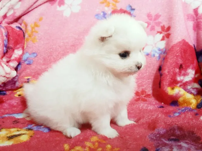 Spitz Alemão 