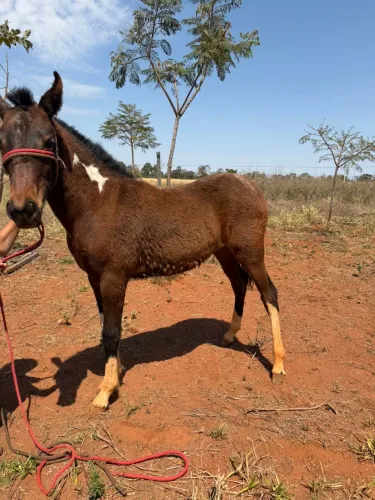 Potra mangalarga registrada 