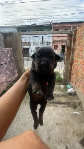Filhotes rottweiler