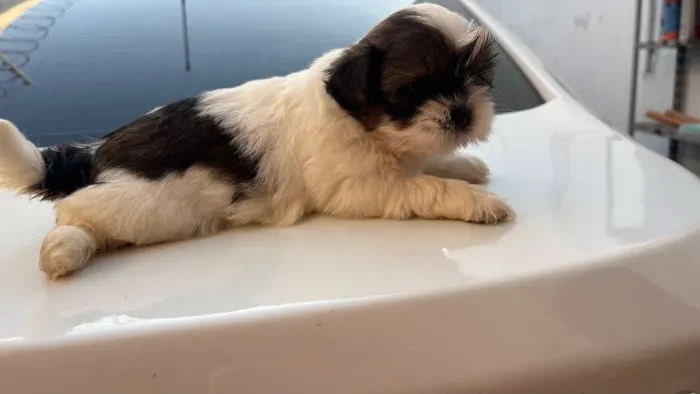 Filhotes shih tzu leia a descrição