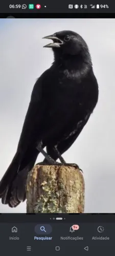 Gaiola
