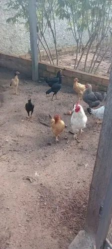 Galo e galinhas