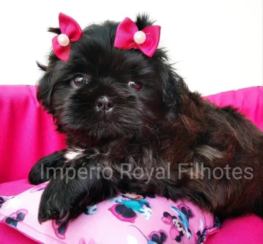Shihtzu Fêmea Pretinha Sólida Linda! Império Royal