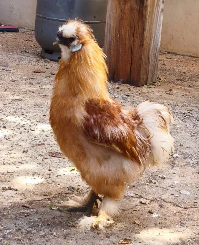 Galinha sedosa do Japão
