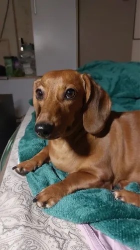 Doação Cachorro salsicha