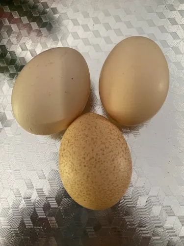 Venda de ovos galado GSB