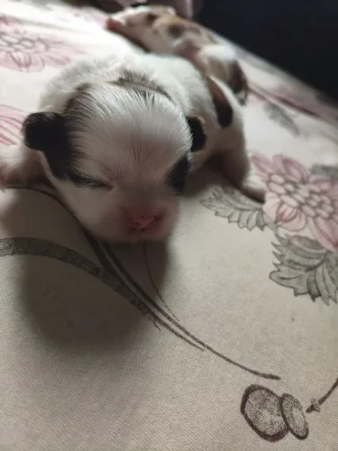 Shih tzu macho 15 dias