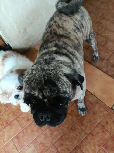 Pug fêmea cores exoticas