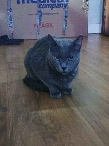 Doação de gato