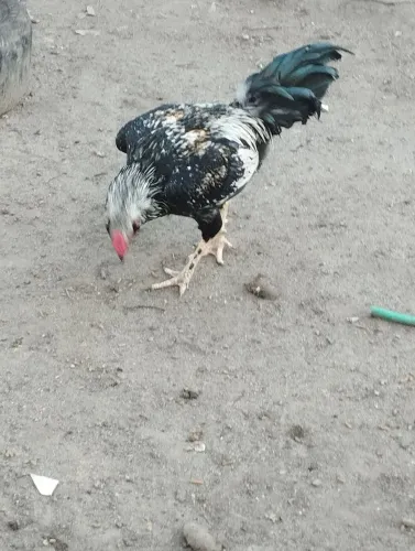 Galo índio legítimo