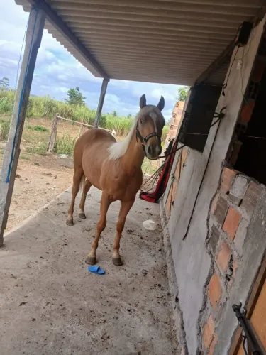 Potro quarto de milha puro