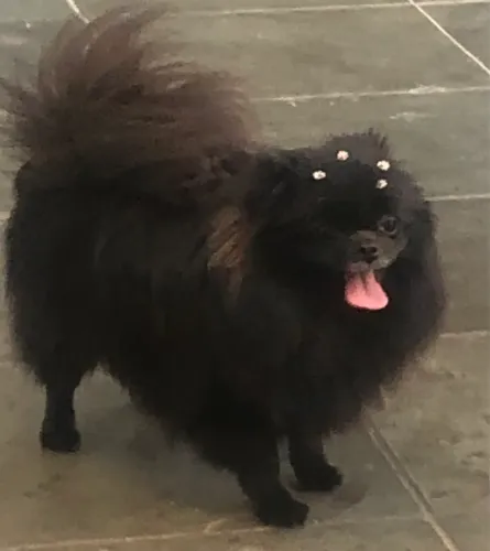 Spitz alemão fêmea 