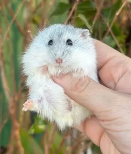 Hamster ?