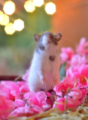 Ratos filhotes Twister Dumbo machos e fêmeas