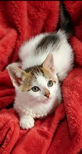 Gato fêmea tricolor com 50 dias
