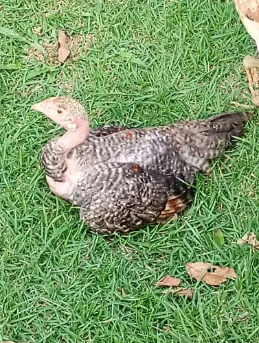 Vendo franga Índia polaca carijó,valor 50 reais