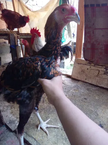 Frangos índio gigante