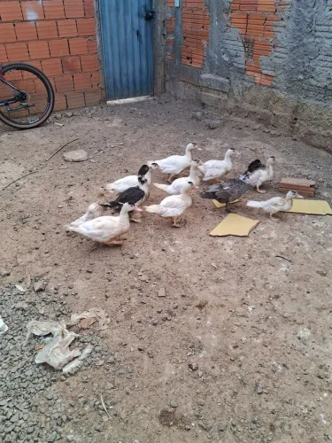Vendem-se patos 