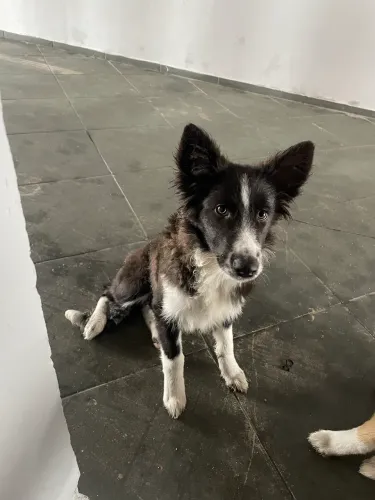 Border Collie