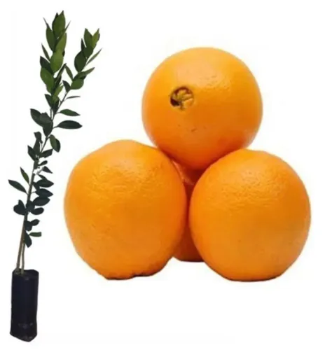 Laranja Bahia 