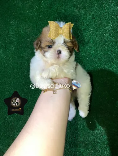 Filhote de Shih-Tzu fêmea de alto padrão! Em 10X SEM JUROS! 