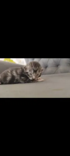 Filhote de Maine Coon 7 meses 