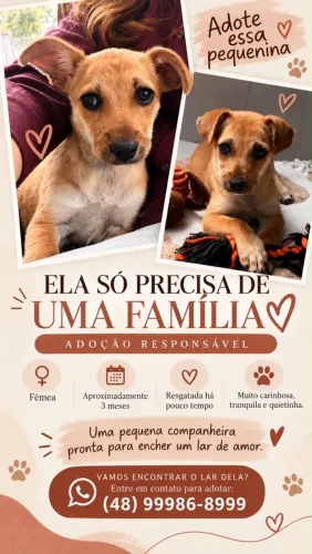 Fêmea filhote para adoção