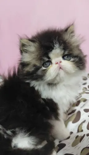 Persa machinho
