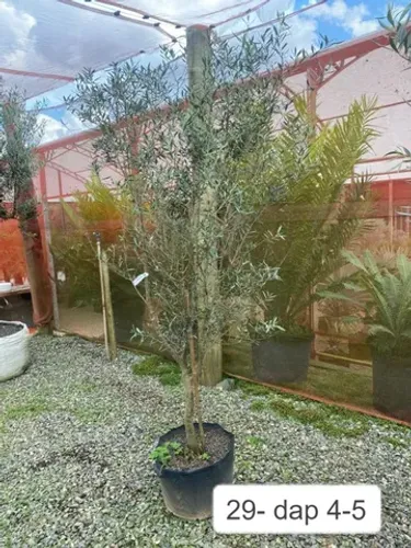 Vaso de Oliveiras já produzindo 