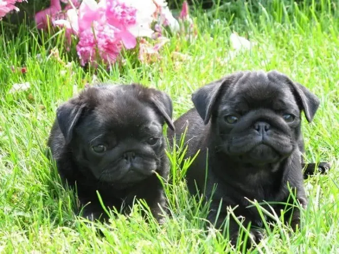  filhotes de Pug black