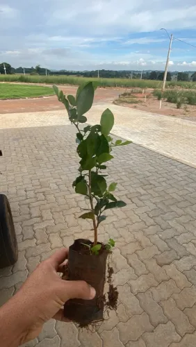 Mudas de limaozinho/cerca viva 
