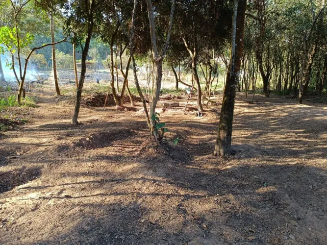 Terreno em área verde com árvores nativas