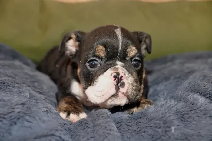 Filhotes de Bulldog Inglês disponíveis