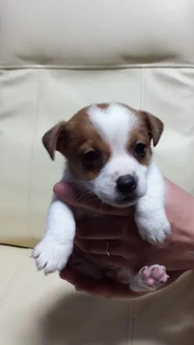 Jack Russel filhot macho mascarado 