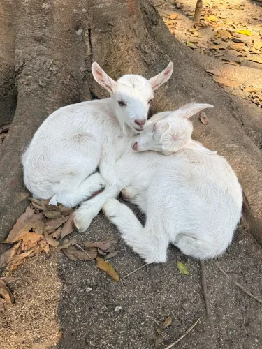 Cabra Leiteira, Anglo Nubiano, Saane, Cabrinhas, Bode, Cabritinho Ler descrição.