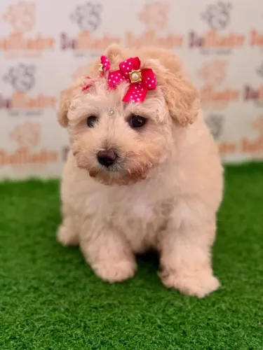 Filhote de Poodle