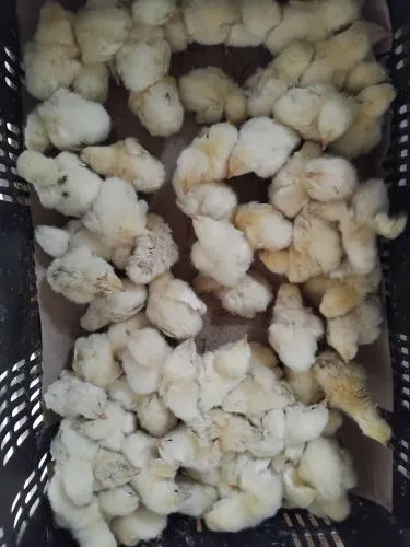 Pintinho de 1 dia legornes