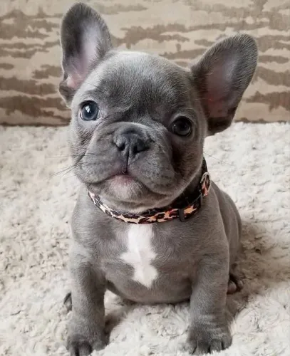 Bulldog Francês - Bebês disponível