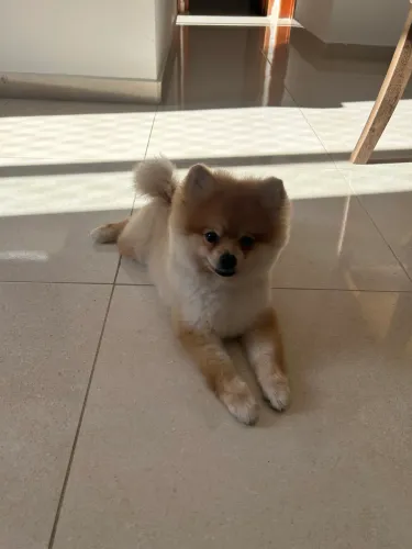 Vendo filhote de Spitz alemão