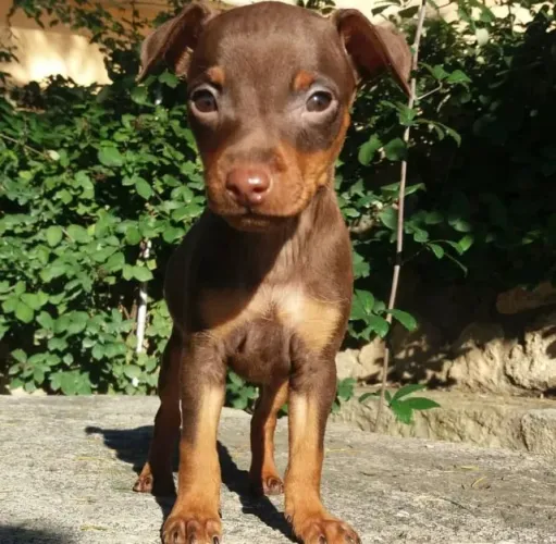 Machinho de Pinscher na cor chocolate Filhote com 49 dias padrão zero com vacina - Eduardo