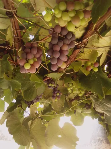 Frutíferas 