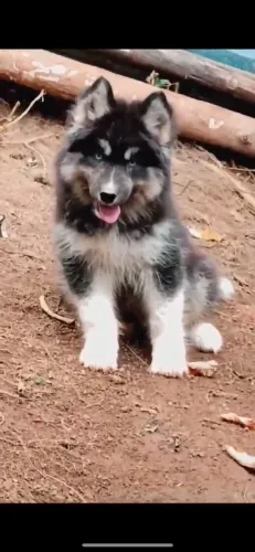 Husky Siberiano O Cão com a Personalidade Mais Divertida que Você Vai Conhecer!
