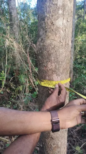 Fazenda com eucalipto 771,48 alqueires a venda no Vale do Ribeira-SP !!!!