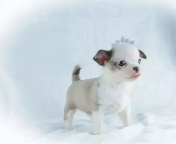 Chihuahua Fêmea Black: Charme e Aconchego Com Muito Estilo!