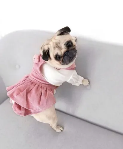 Pug fêmea filhote de vestido de ursinho
