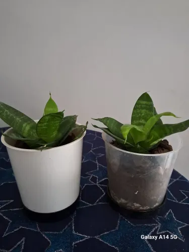 Mudas de Plantas