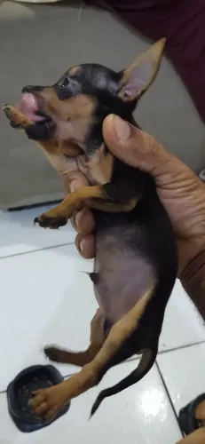 SEU MELHOR AMIGO CHEGOU