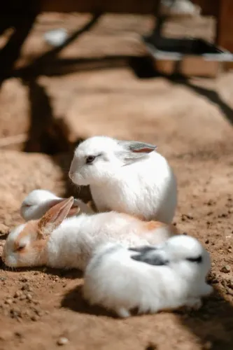 Filhotes de Coelhos 