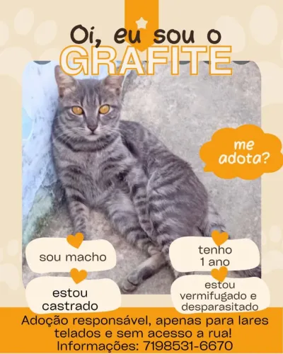 Gato dócio para adoção