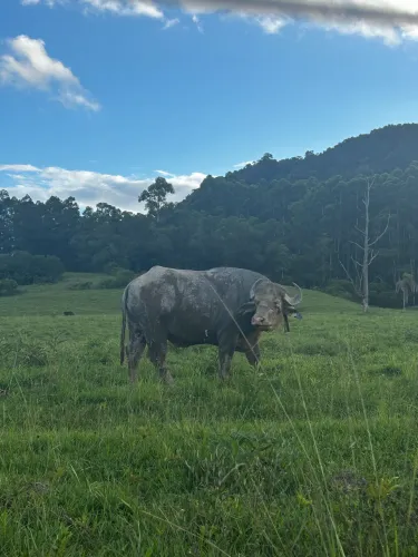 Búfalo malhado (touro)